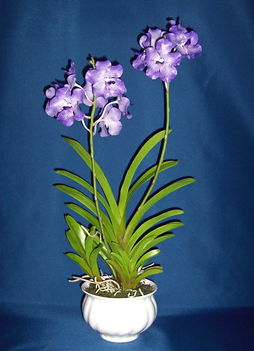 Orchidea 3 Vanda Coerulea