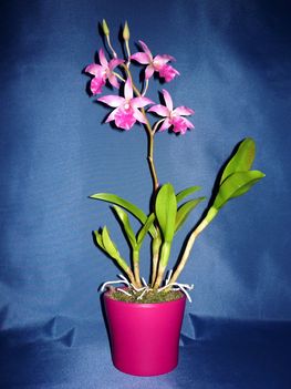 Orchidea 41 Cattleytonia