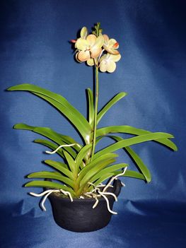 Orchidea 42 Vanda