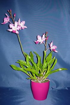 Orchidea 6 Cookara