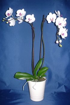 Orchidea 9 Phalaenopsis