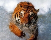 tigris2
