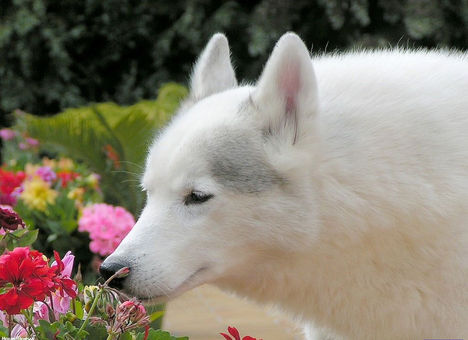 Virágot szagoló fehér farkas