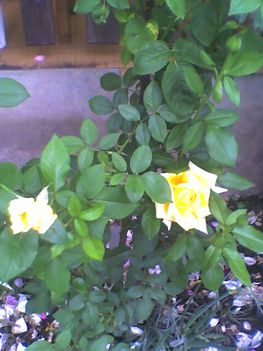 rózsám a sárga