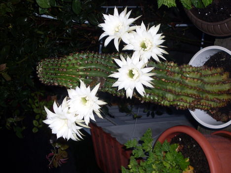 SDC10579fehér kaktusz teljesen kinyílva
