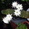 SDC10579fehér kaktusz teljesen kinyílva