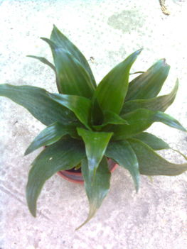 Dracena