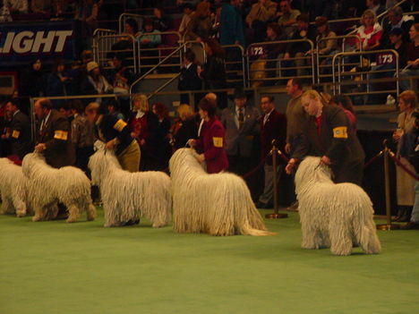Westminster Kennel Dog Show New York