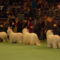 Westminster Kennel Dog Show New York