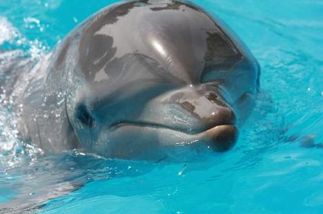 delfin