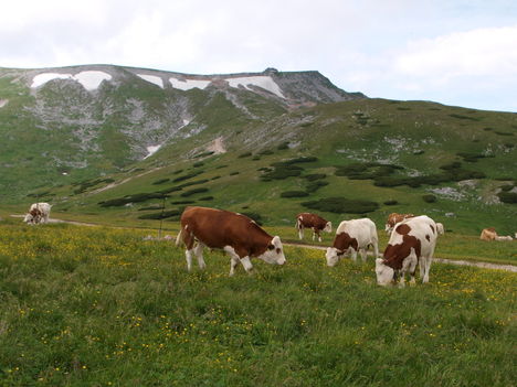 Alpesi táj magyar tarka tehenekkel