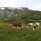 Alpesi táj magyar tarka tehenekkel