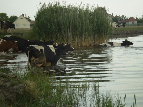 nyáron igy hűtik magukat a tehenek kabán