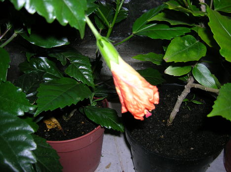 DSCN1119