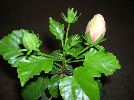 DSCN1129