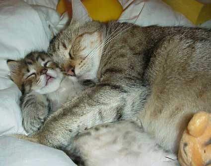 twocats