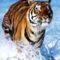 Tigris