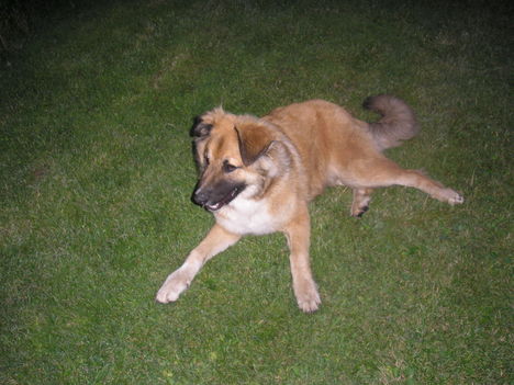 bruno 011