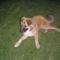 bruno 011
