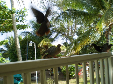 TOBAGO 6