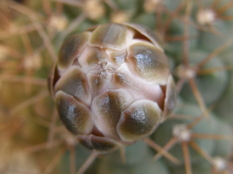 G.ragozini bimbó