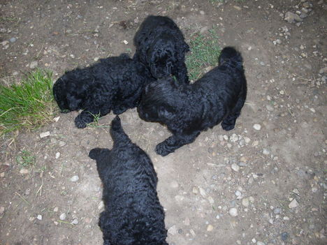 Puli gyerekeim