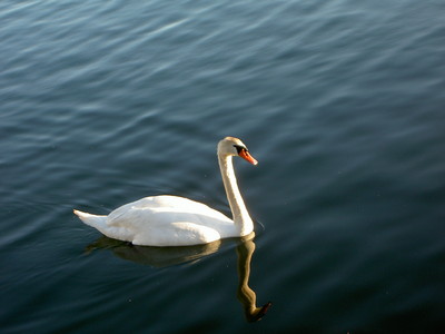SVAN