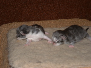 baby cicák 1