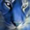 Blue_Tigerű