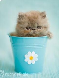 Cute_Cat