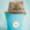 Cute_Cat