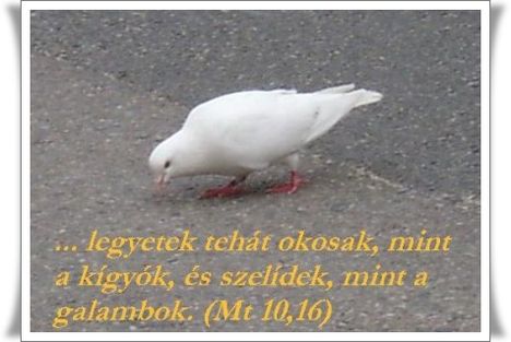 ...legyetek tehát okosak..