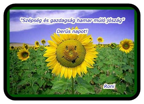 mosolygó napraforgó