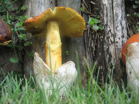 a gomba lemezei