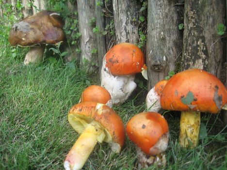 Császárgomba