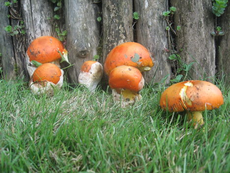 Császárgomba