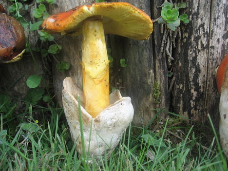 Császárgomba a bocskorában