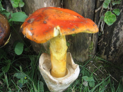 kifejlett gomba