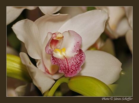 2007_Orchidea09_800