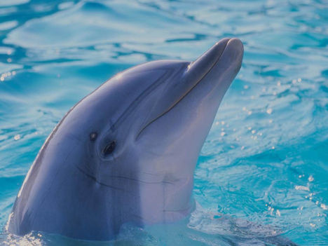 delfin_