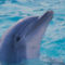 delfin_