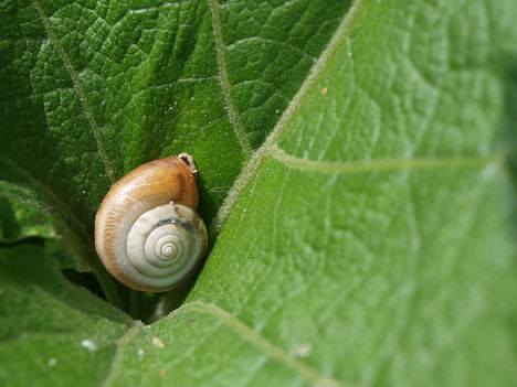 Csigalak