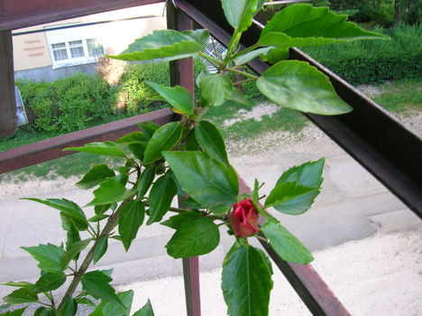 DSCN1054