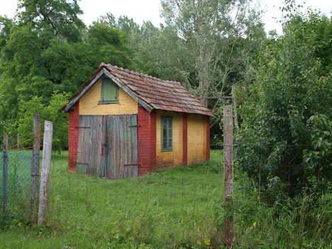 Erdei manólak