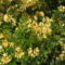 Kám,Rododendron virágzás 008