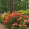 Kám,Rododendron virágzás 011