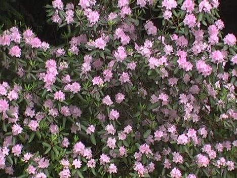 Kám,Rododendron virágzás 012