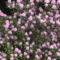 Kám,Rododendron virágzás 012