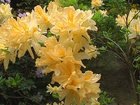 Kám,Rododendron virágzás 017