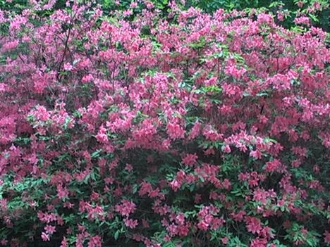 Kám,Rododendron virágzás 020